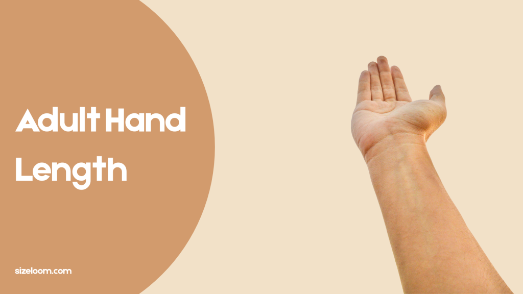Adult Hand Length
