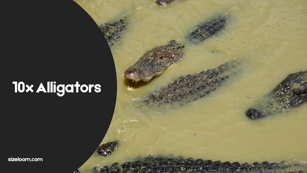 10x Alligators