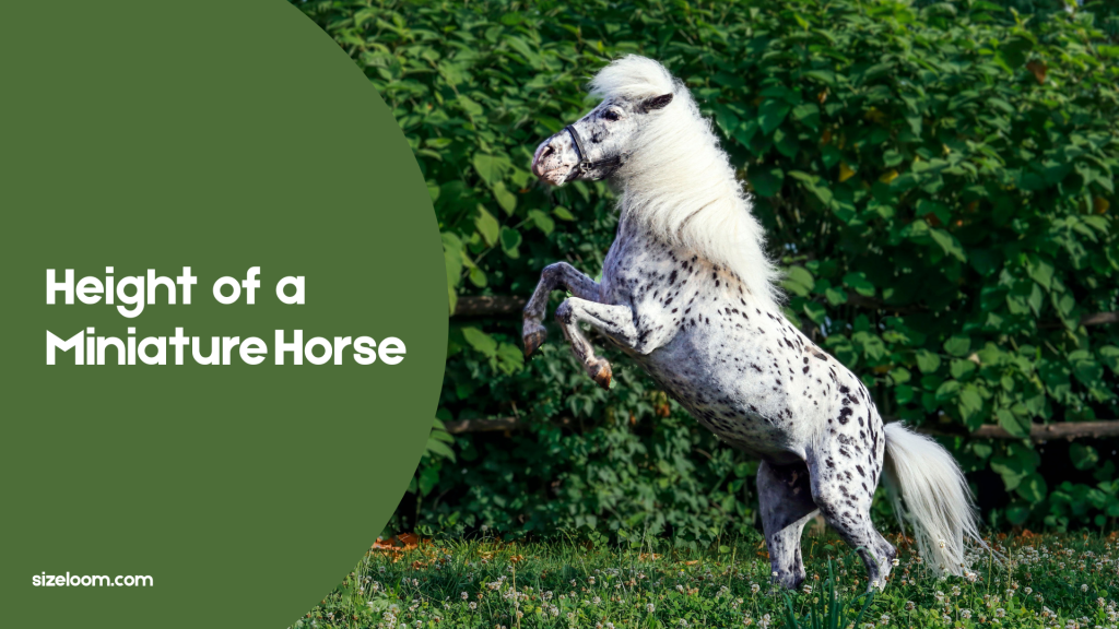 Height of a Miniature Horse