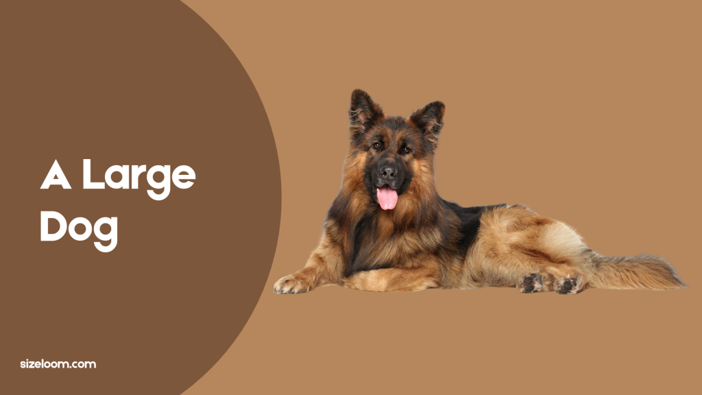 A Large Dog